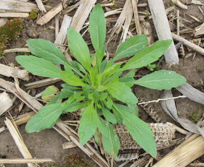 marestail burndown.jpg